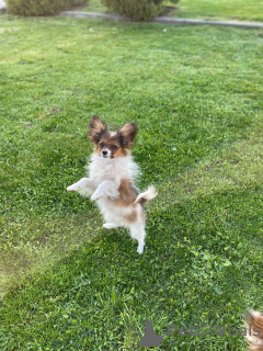 Photo №4. I will sell papillon dog in the city of Vilnius. private announcement - price - 687$