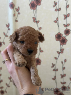 Photo №4. I will sell poodle (toy) in the city of Belgrade. breeder - price - negotiated