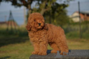 Photo №2 to announcement № 150475 for the sale of poodle (toy) - buy in Serbia 