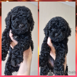 Photo №1. poodle (dwarf) - for sale in the city of Minsk | 294$ | Announcement № 148248