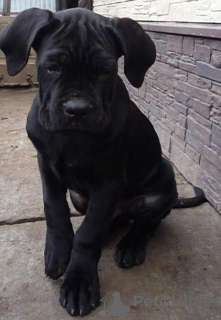 Photo №1. cane corso - for sale in the city of Bobruisk | 1040$ | Announcement № 33338