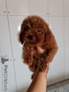 Photo №1. poodle (toy) - for sale in the city of Stara Zagora | 2957$ | Announcement № 11742
