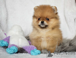 Photo №1. pomeranian - for sale in the city of Монс | Is free | Announcement № 121353