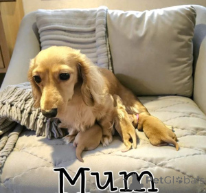 Photo №3.  Потрясающая длинношерстная кремовая такса . United States