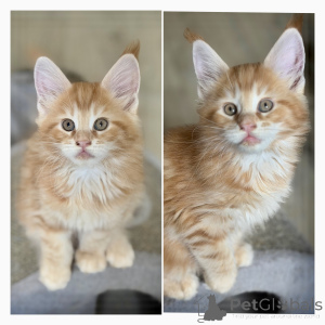 Photo №1. maine coon - for sale in the city of Brussels | Is free | Announcement № 174691