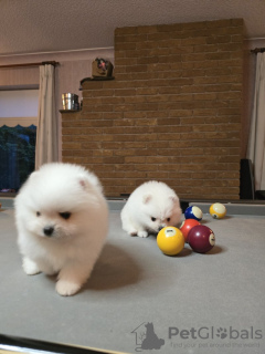 Photo №1. pomeranian - for sale in the city of Rylsk | 350$ | Announcement № 115147