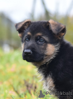 Photo №2 to announcement № 76632 for the sale of german shepherd - buy in Belarus private announcement