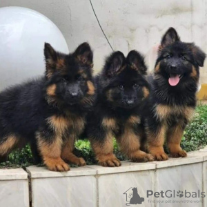 Photo №1. german shepherd - for sale in the city of Berlin | negotiated | Announcement № 118805