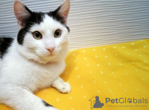 Additional photos: A very affectionate young cat Zucchini is urgently looking for a home