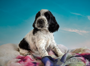 Photo №2 to announcement № 41052 for the sale of english cocker spaniel - buy in Russian Federation private announcement
