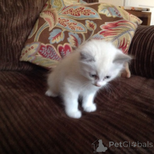 Photo №2 to announcement № 139936 for the sale of ragdoll - buy in Germany private announcement
