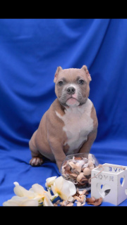 Photo №2 to announcement № 1821 for the sale of american bully - buy in Russian Federation from nursery, breeder