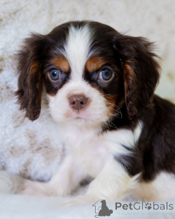 Photo №3. Meet Oliver the little gentleman with a big heart! Loyal, cuddly, and always. Finland