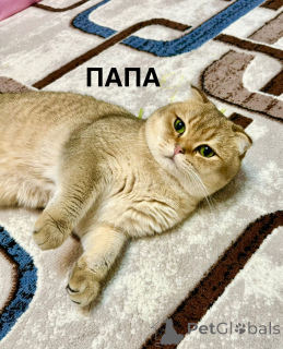 Photo №4. I will sell chinchilla cat in the city of Tashkent. private announcement - price - 471$