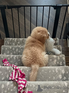 Photo №2 to announcement № 174902 for the sale of golden retriever - buy in France private announcement