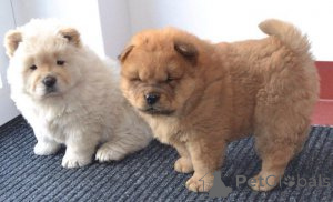 Photo №2 to announcement № 136952 for the sale of chow chow - buy in Switzerland breeder