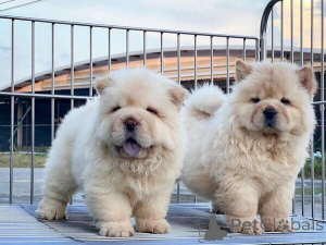 Photo №1. chow chow - for sale in the city of Wiltz | negotiated | Announcement № 169269