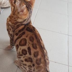 Photo №4. I will sell bengal cat in the city of Orenburg. from nursery - price - Is free