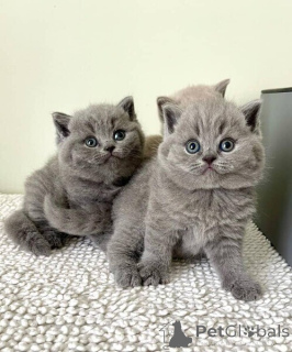 Photo №1. british shorthair - for sale in the city of Bern | negotiated | Announcement № 142154