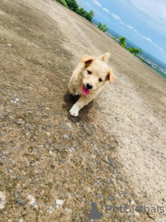 Photo №2 to announcement № 159982 for the sale of golden retriever - buy in Lithuania private announcement