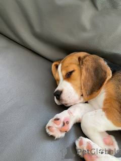 Photo №1. beagle - for sale in the city of Aizlingen | 361$ | Announcement № 156804
