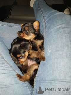 Photo №4. I will sell yorkshire terrier in the city of Terrassa. private announcement - price - 471$