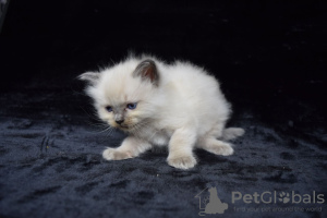 Photo №4. I will sell ragdoll in the city of Barcelona. private announcement, breeder - price - 370$