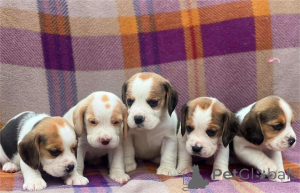 Photo №1. beagle - for sale in the city of Ettlingen | 361$ | Announcement № 154612