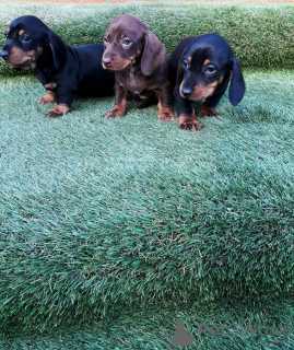 Photo №1. dachshund - for sale in the city of Geel | 516$ | Announcement № 159426