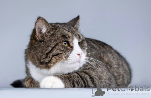 Photo №4. I will sell  in the city of Khimki. private announcement - price - Is free