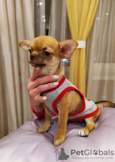 Photo №3. handsome red chihuahua gsh boy. Russian Federation