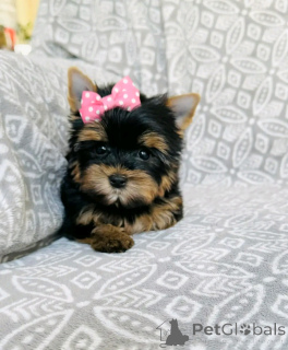 Photo №3. Yorkshire Terriers puppies for adoption. Germany