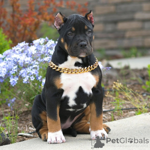 Photo №3. American Pocket bully puppy's ready too leave for new homes. Belgium