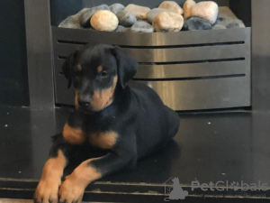 Photo №1. dobermann - for sale in the city of Lippstadt | 370$ | Announcement № 74549