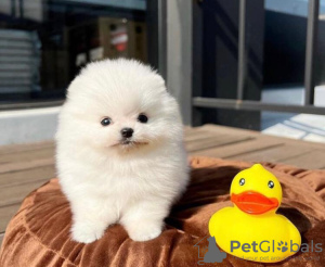 Photo №1. pomeranian - for sale in the city of Texas City | 550$ | Announcement № 66557