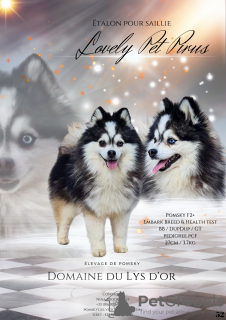 Photo №4. I will sell non-pedigree dogs in the city of Orée-d'Anjou. breeder - price - 3698$