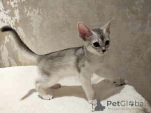 Photo №3. ABY silver Abyssinian kitten black silver. Russian Federation