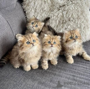 Photo №2 to announcement № 140658 for the sale of persian cat - buy in United States private announcement