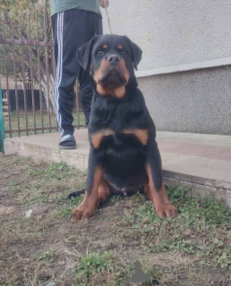 Photo №1. rottweiler - for sale in the city of Zemun | negotiated | Announcement № 157080