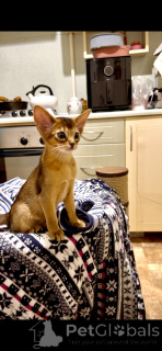 Photo №2 to announcement № 156081 for the sale of abyssinian cat - buy in Belarus private announcement, from nursery