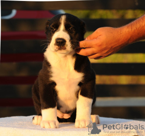 Photo №2 to announcement № 58623 for the sale of central asian shepherd dog - buy in Serbia breeder