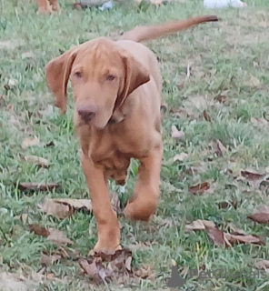 Photo №3. Beautiful Hungarian Vizsla puppy. Hungary