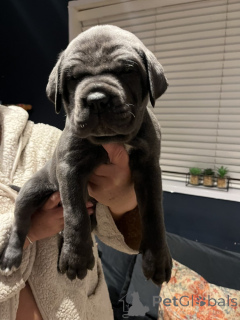 Photo №1. cane corso - for sale in the city of Ringsted | negotiated | Announcement № 169982
