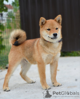 Photo №3. Shiba Inu puppies. Serbia