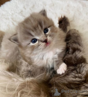 Photo №3. Parduodamas žavingas Ragdoll veislės kačiukas.. Lithuania