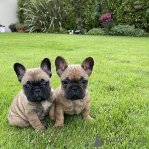 Photo №3. AKC French Buldogs. Germany