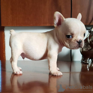 Photo №2 to announcement № 64322 for the sale of french bulldog - buy in Germany private announcement