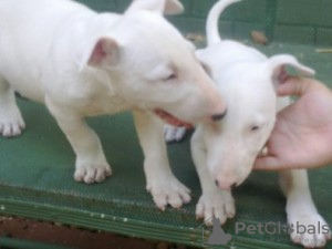 Photo №1. bull terrier - for sale in the city of Vienna | 317$ | Announcement № 75993