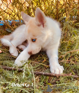 Additional photos: Children Siberian husky