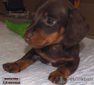 Photo №4. I will sell dachshund in the city of Москва. private announcement - price - 651$